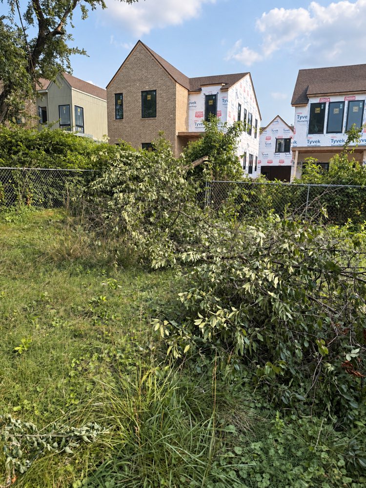 A lot lost to waist-high growth, volunteer saplings coming up through the fence line.
