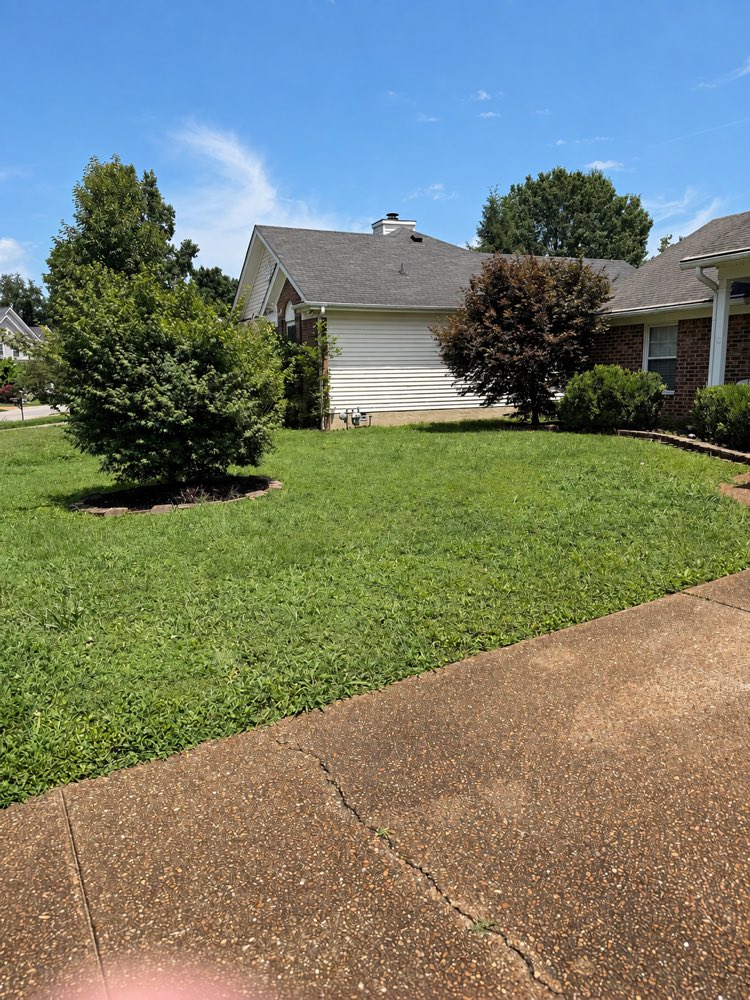 A front lawn and foundation bed on the morning of a biweekly visit.